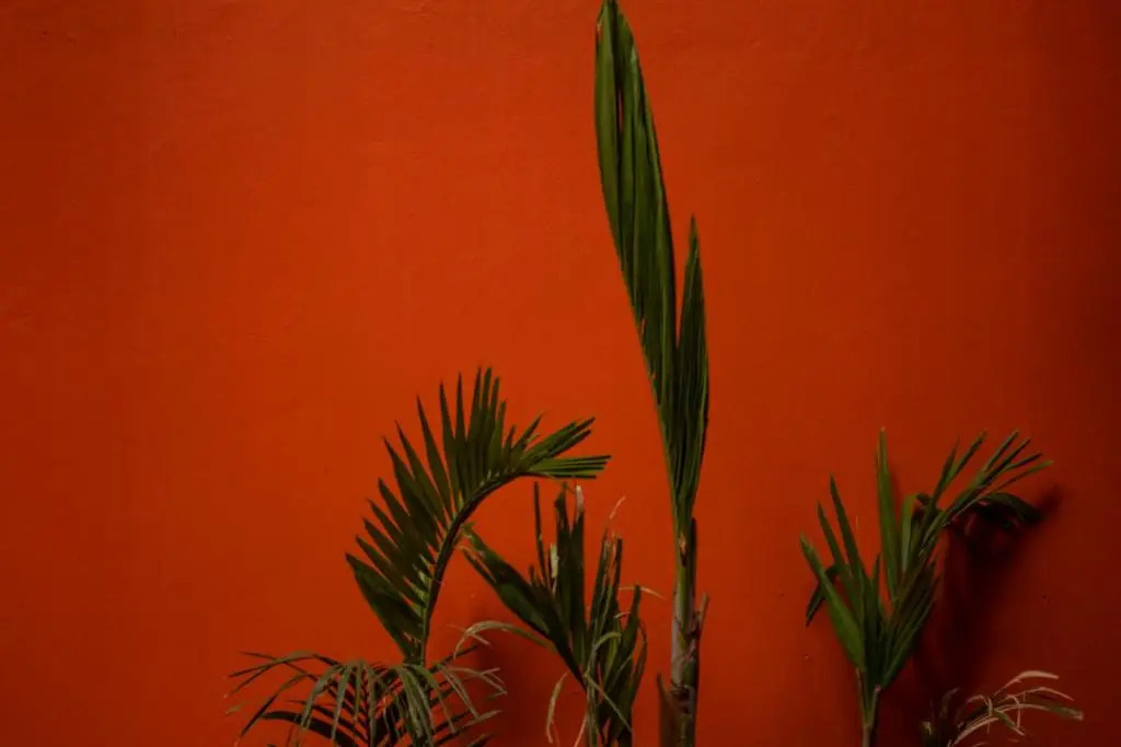 The Red Tree House