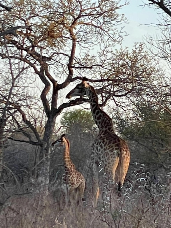 The Cheetah Rest