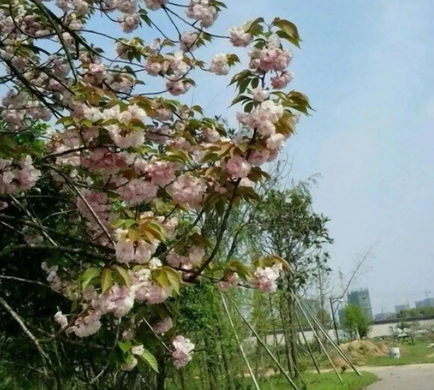 Dongcheng Hotel