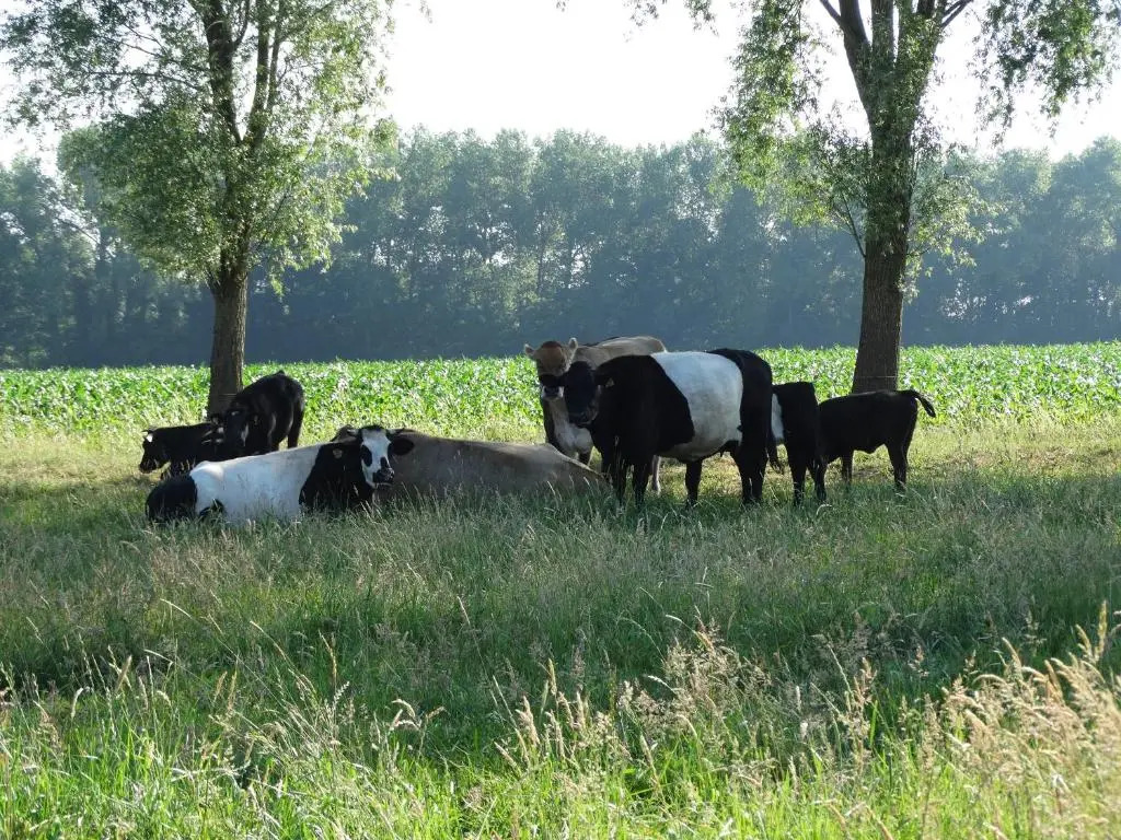 De Erfdijk