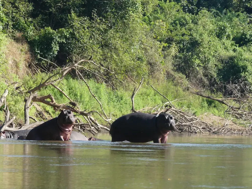 Wami River Bush Retreat - Kisampa
