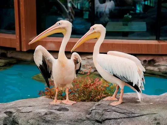 Pelican Hotel