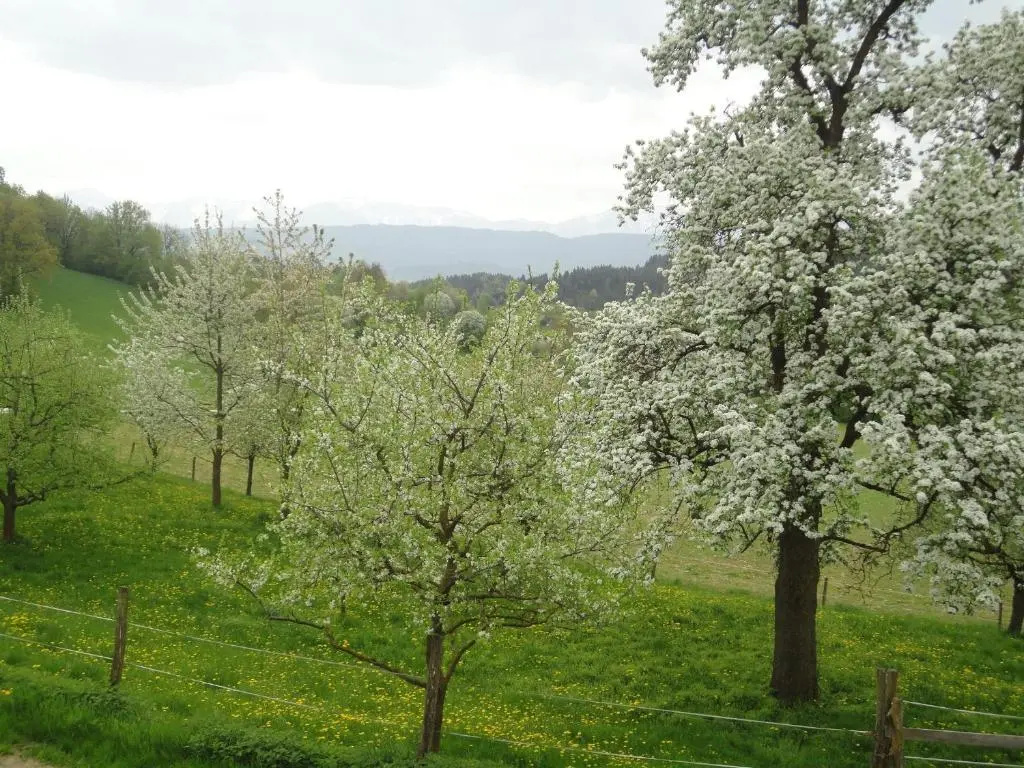 Kollehof