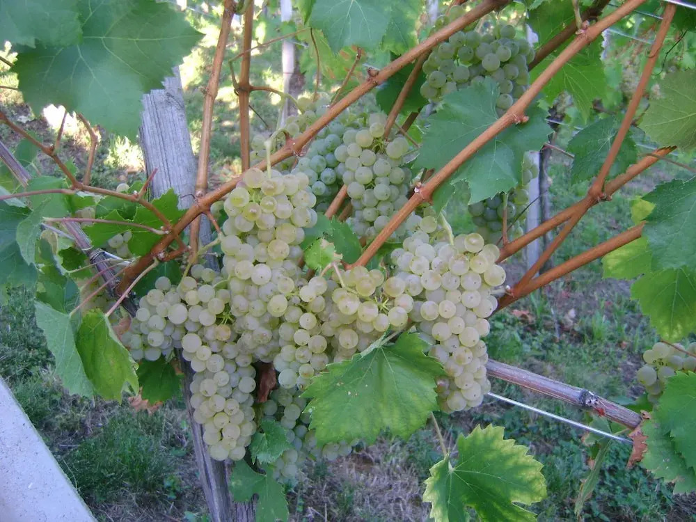 Vineyard cottage Med vinogradi