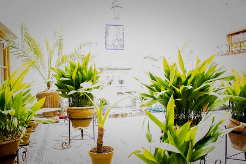 Hostal Jardines