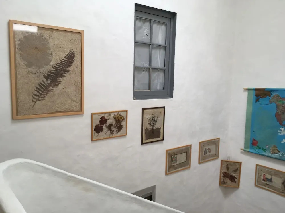 Les Asphodèles Amélie