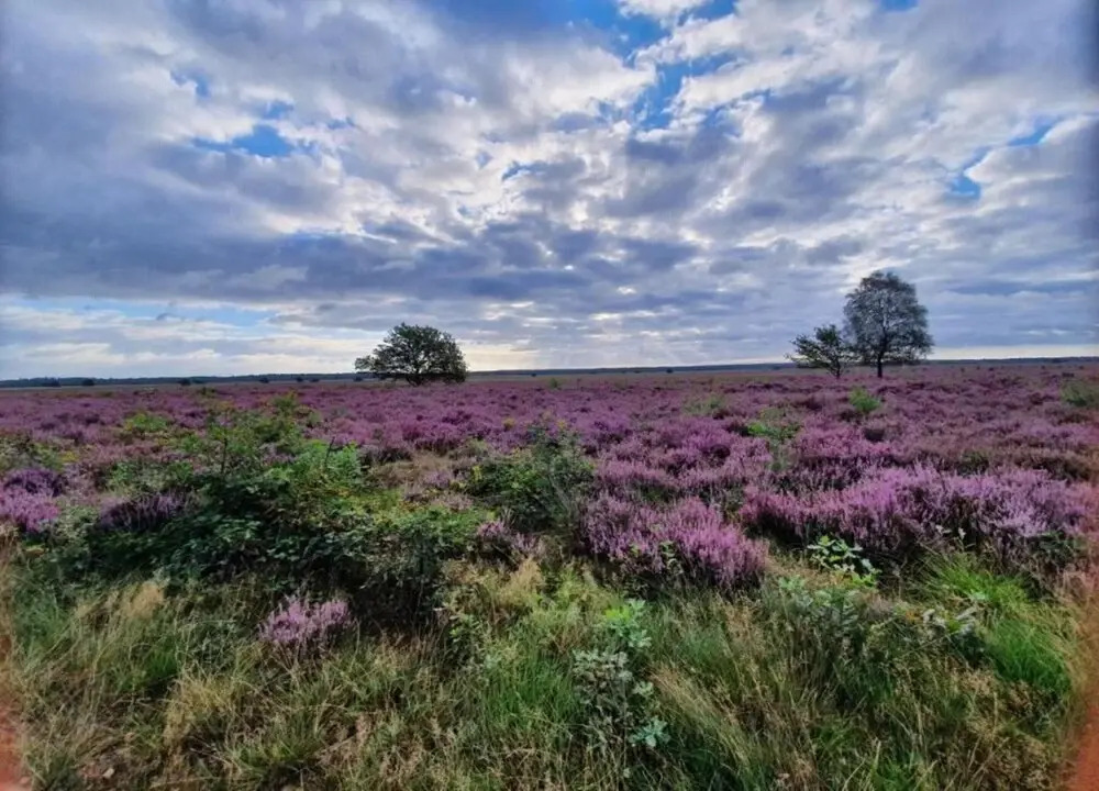 Pets Welcome, Veluwe Farmhouses for All
