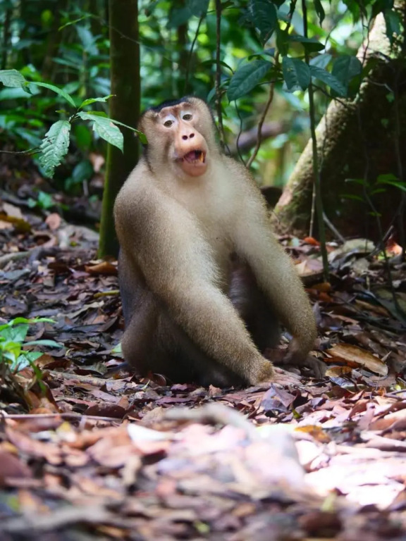 Lucky Bamboo-Bukit Lawang-Bungalows-Restaurant,Direct On The Jungle Border and Jungle Trekking Tours