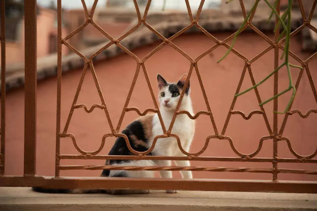 Riad MISS CARACAL Jacuzzi & Rooftop