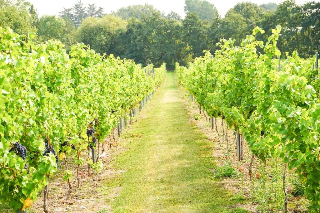 Mersea Island Vineyard