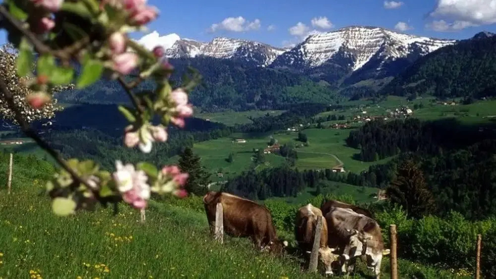 Fewo "schneerosenblüte", Oberstaufen-steibis