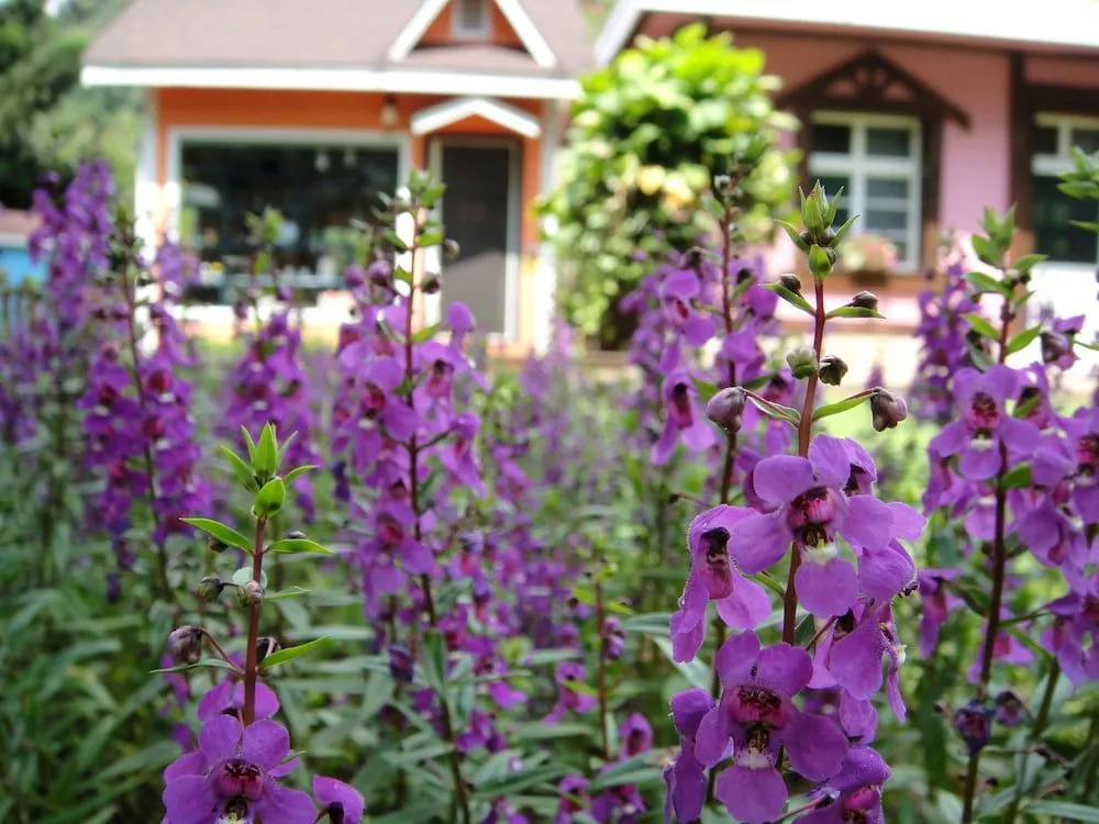 LI JING GUAN Coffee Homestay
