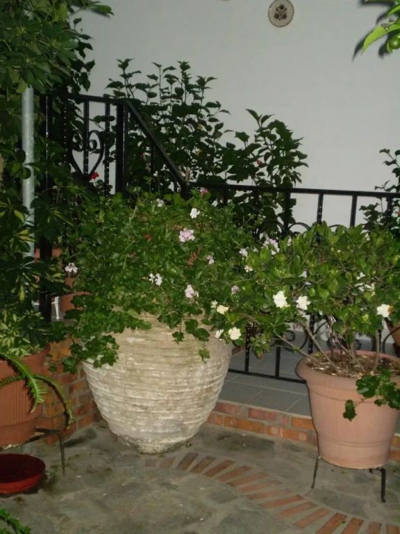 Nopi Pension