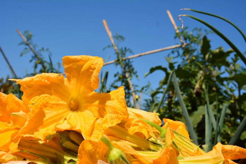 Casale Dionisia, Santa Maria di Castellabate, Appartamento Iris