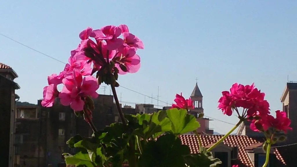 Apartment Spalatina