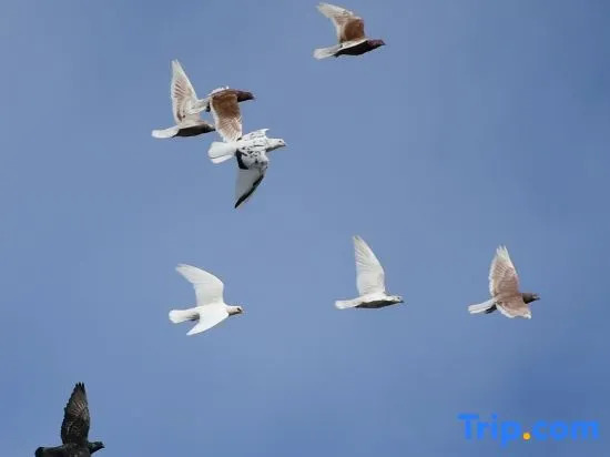 Turks Flip Pigeon Homestay