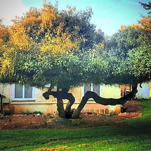 Kibbutz Nachshon