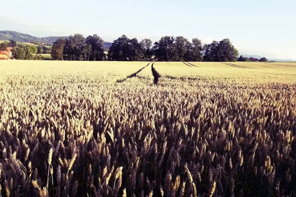 Grafhaidergut - Urlaub am Bauernhof - Auszeit am Land