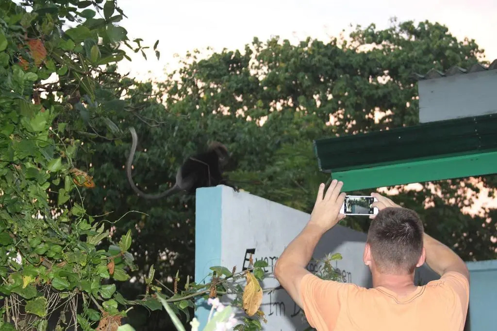 Villa Jungle & Wiener