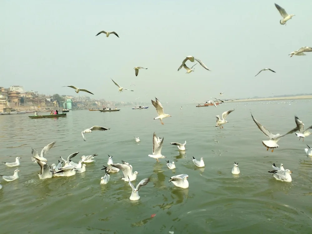 Vandana Residency