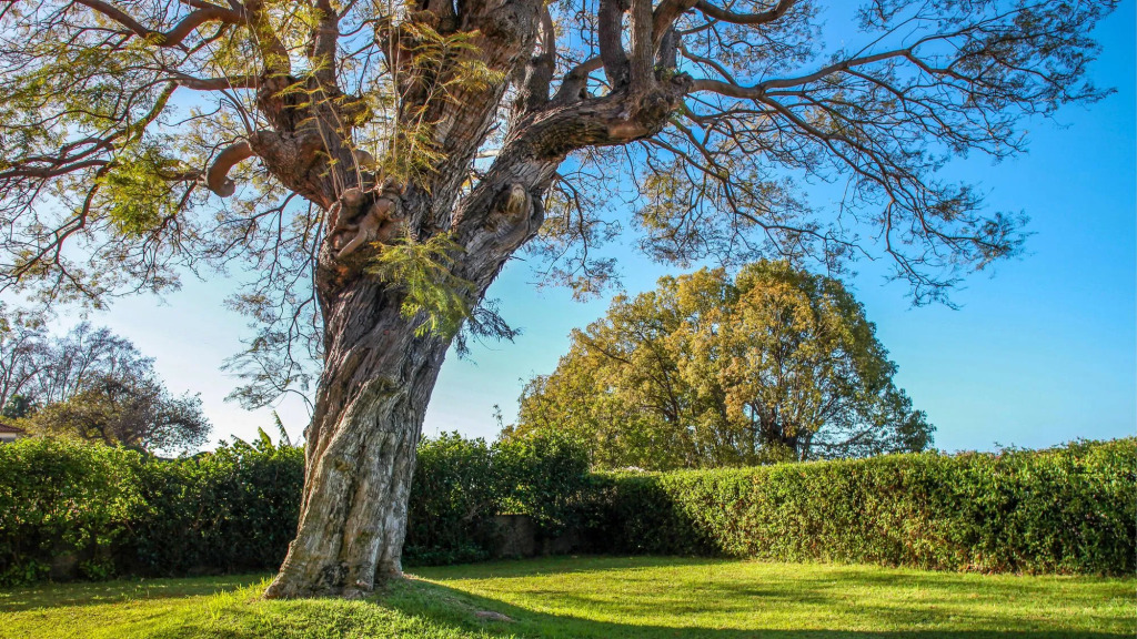 Quinta das Malvas - Quinta de Santa Luzia