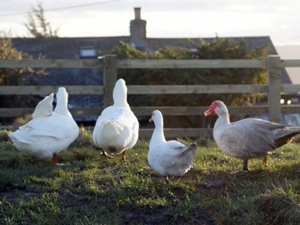 Ald White Craig Farm