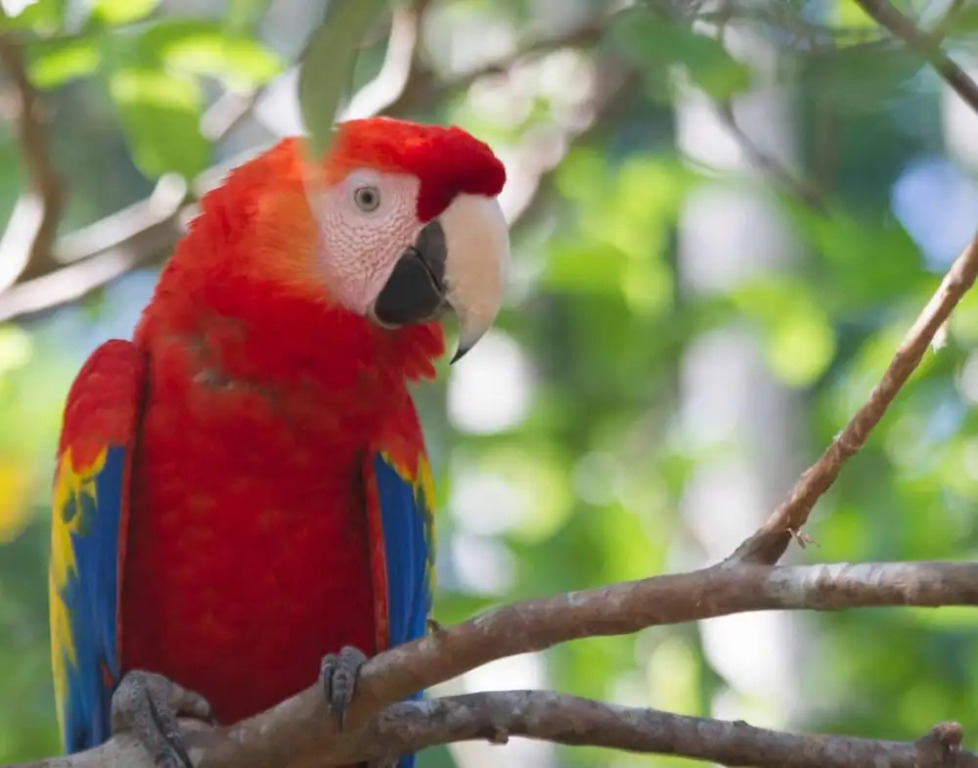 Jungle Lodge at Wild Sun Rescue Center