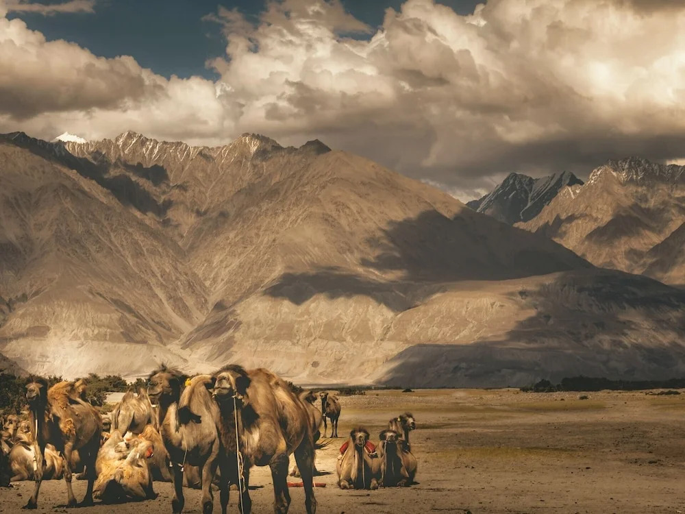 The Grand Ghazi Clover Camp