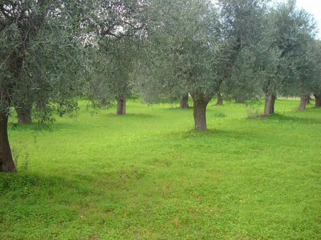 Dal Cavallaro