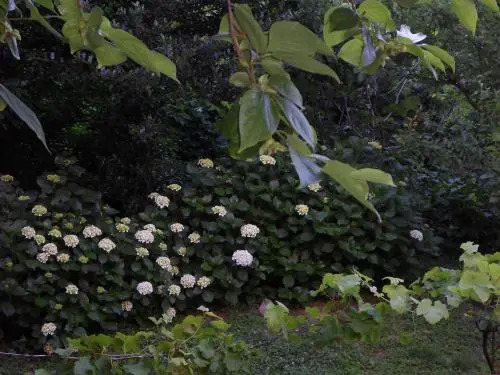 Filoxenia