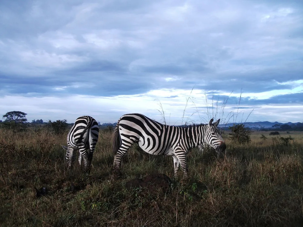 Safari Homestay