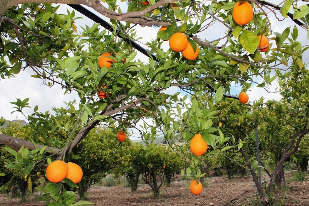 Tenuta Lanza Il Mulino