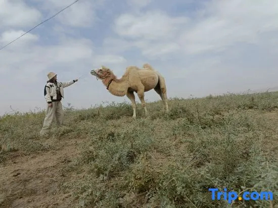 Tengger Desert Yingsha Good - dream Desert Campground