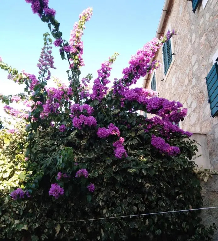 Studio Apartman LENESTA