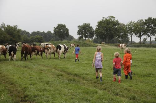 Koe in de Kost