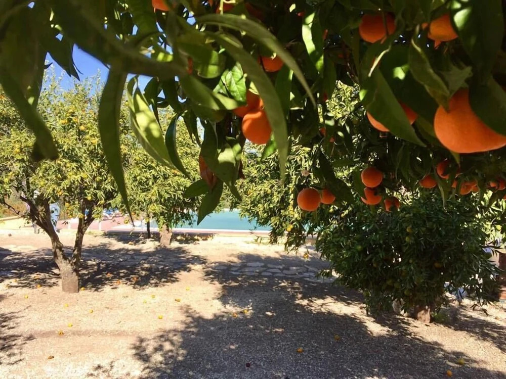 Agriturismo Coscio