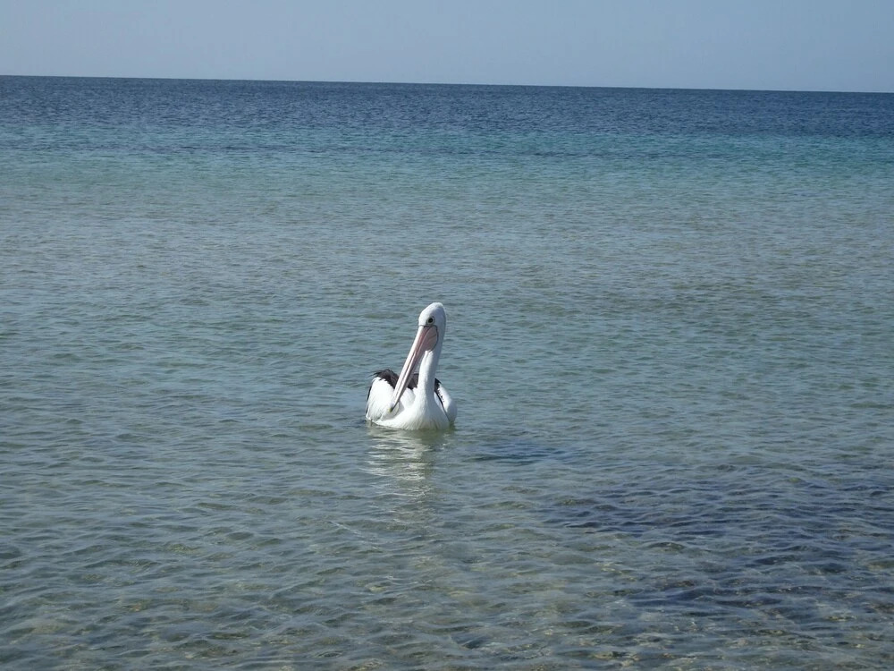 Gilligans Kangaroo Island