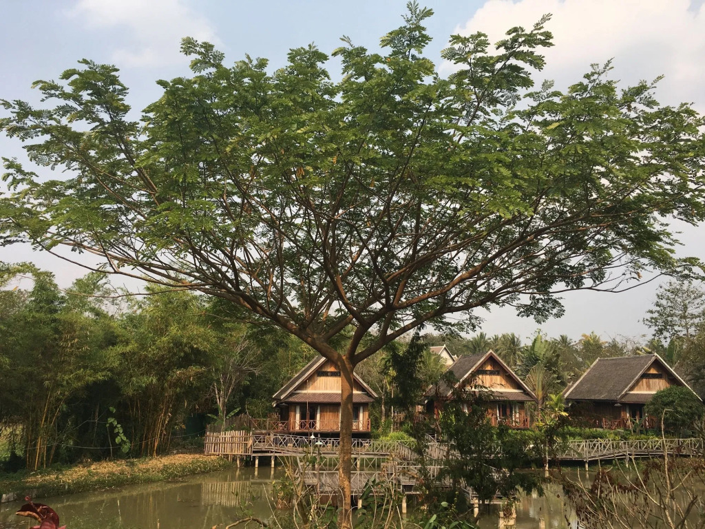 Le Palais Juliana Experience tradition on us Book 2 nights and get a free morning alms-giving session