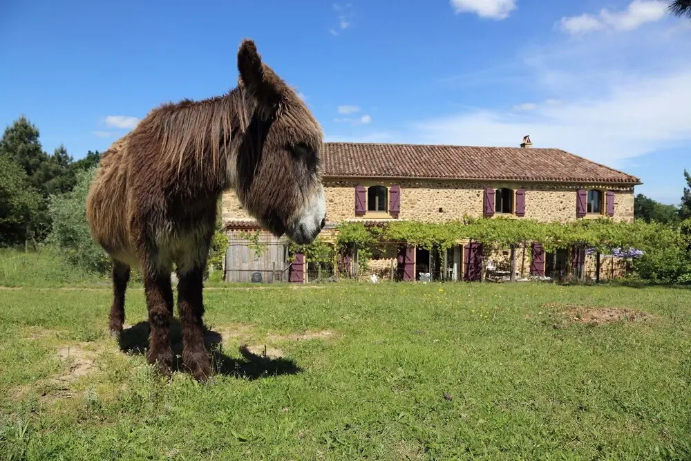 Léone Haute