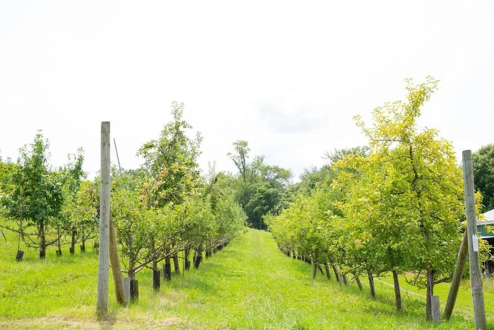 Tentrr Signature - Orchard Tent