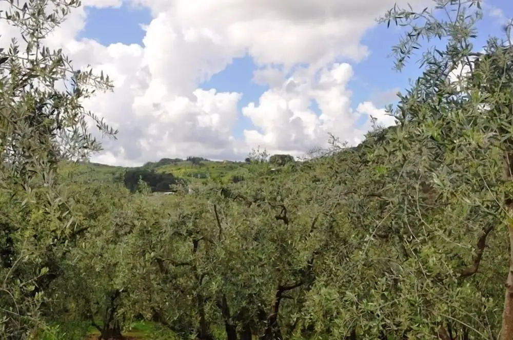 Il Forno