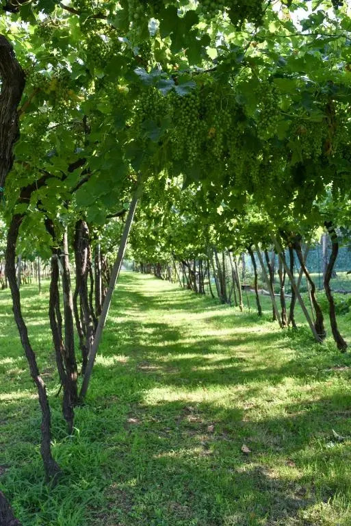 La terrazza sulle vigne B&B