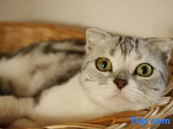 Kitten  hotel