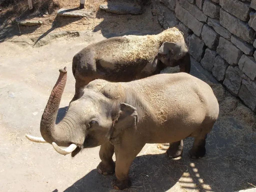Hotel Selwo Lodge - Animal Park Tickets Included