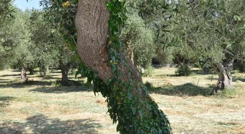 Masseria Costanza