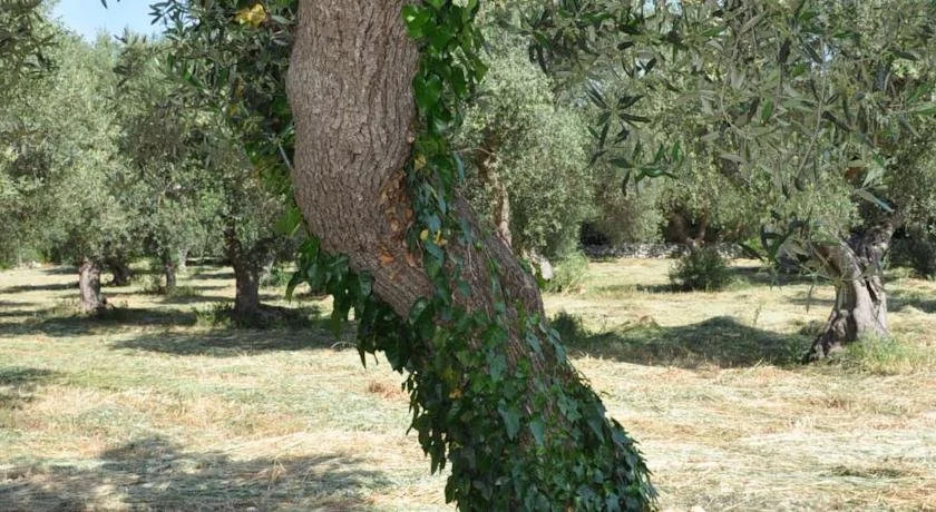 Masseria Costanza