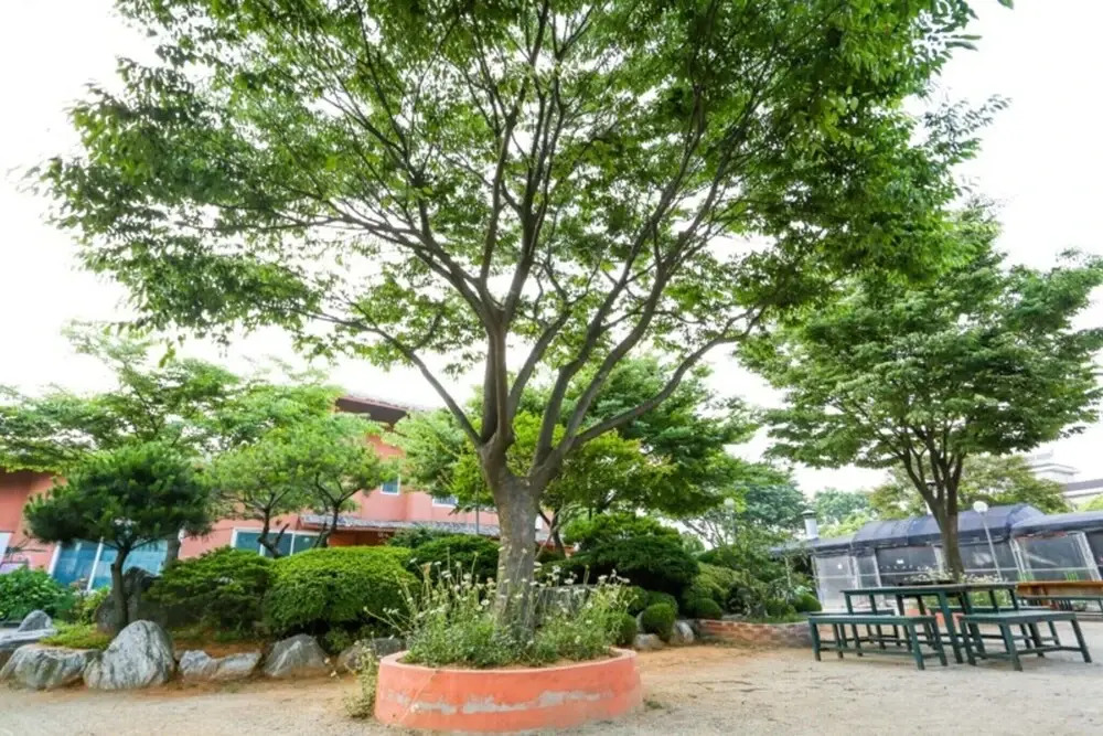 Daebudo Firefly Pension