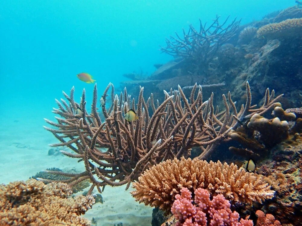 Teouma Reef Resort