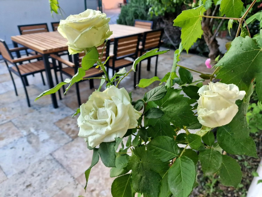 Premium apartment ALBA ROSA