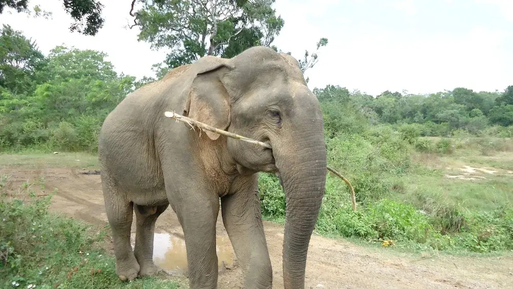 Yala Big Game Drive with Heina Eco Team